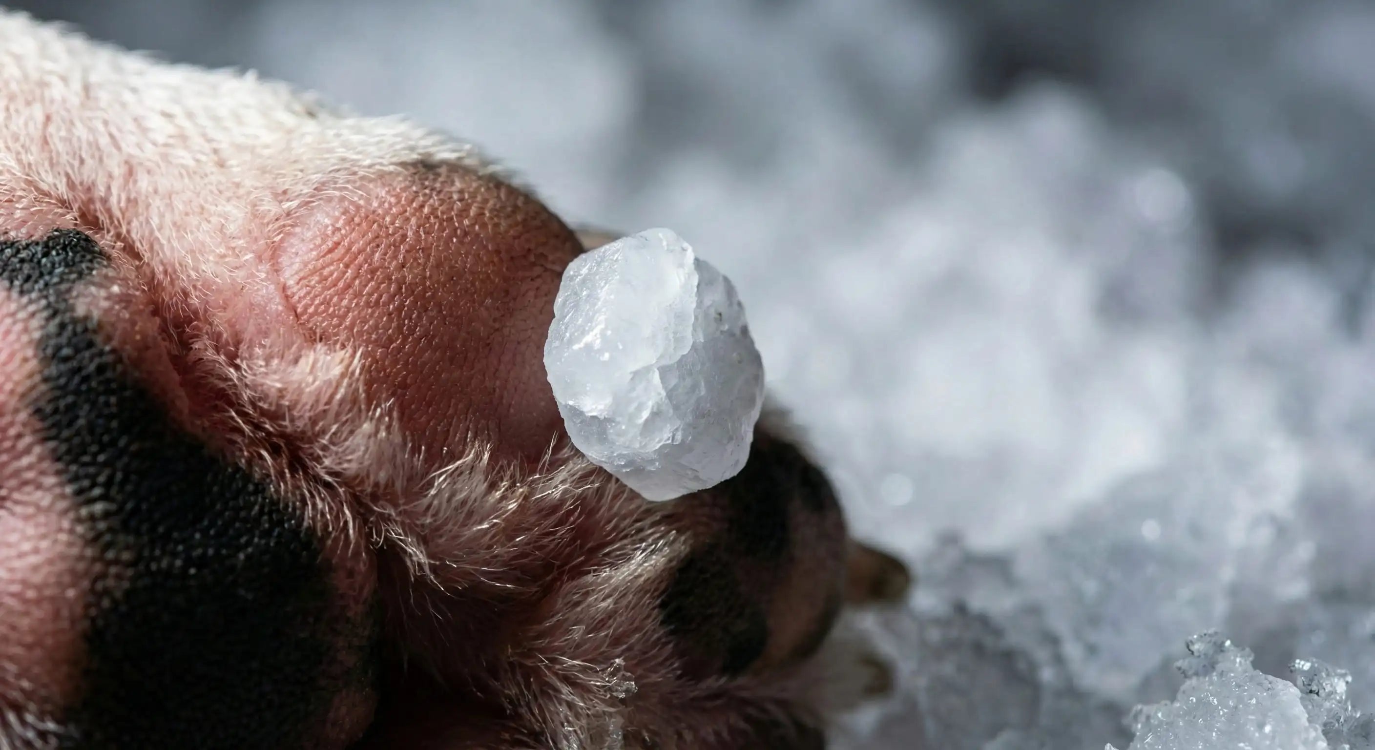Calcium chloride ice melt pellet on dog paw pad showing chemical contact that causes burns