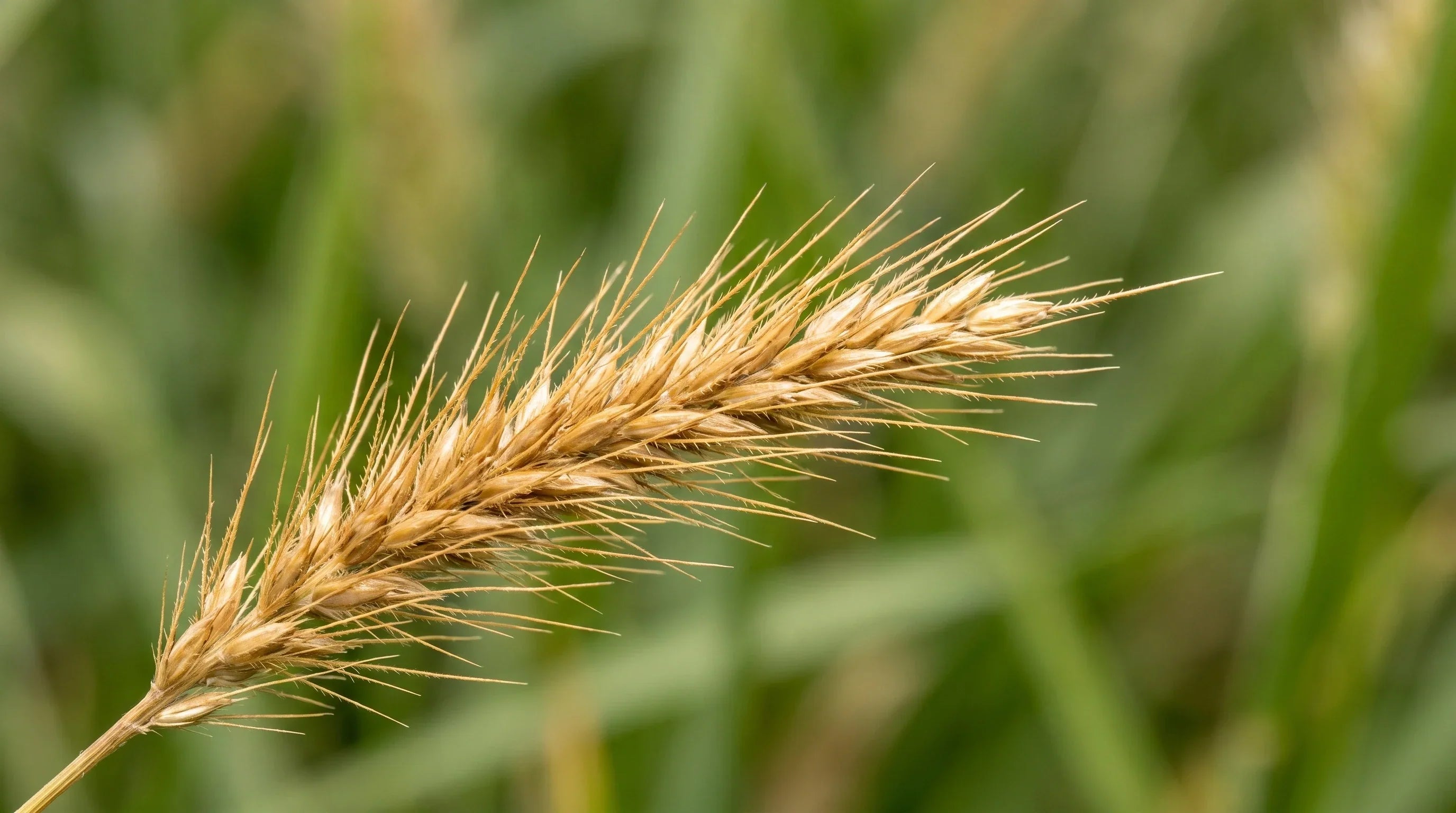 Foxtail grass seed showing the barbed structure that endangers dogs