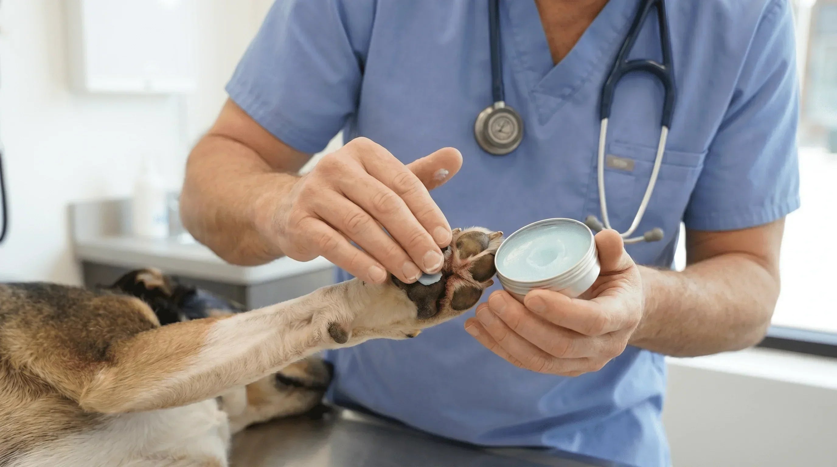 Veterinarian applying treatment balm to dog paw with hyperkeratosis