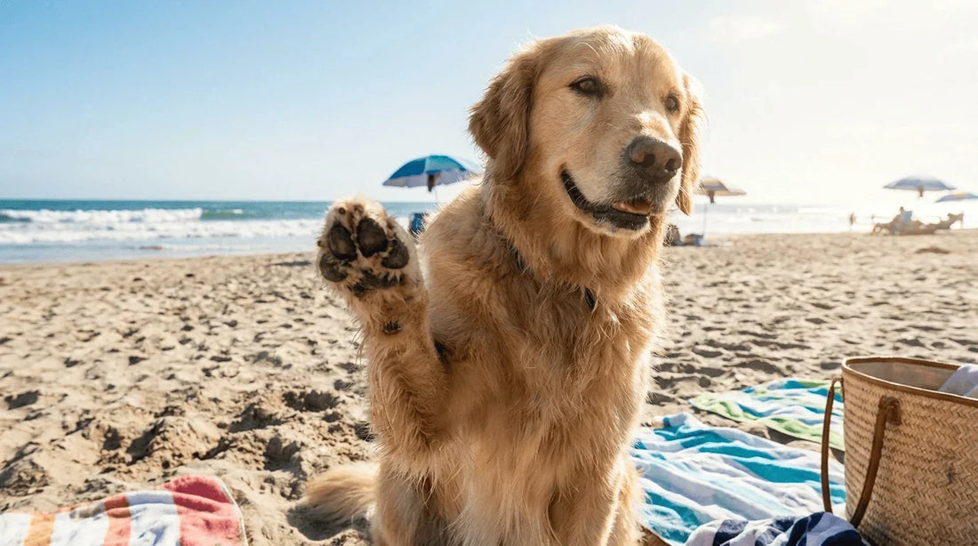 Dog on beach showing paw pads exposed to summer sand and heat