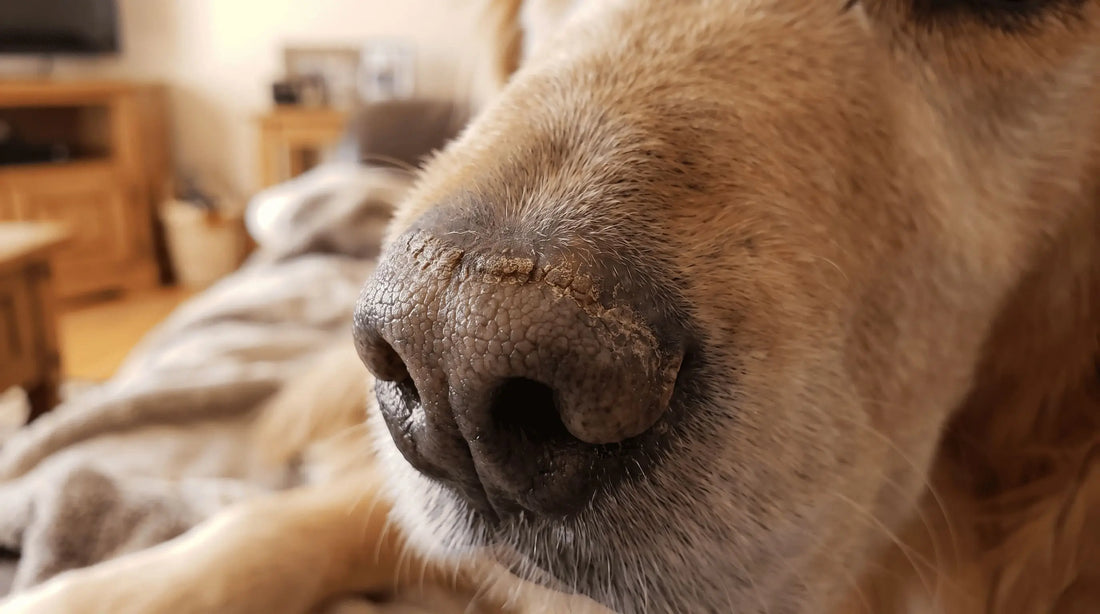 Dog nose hyperkeratosis showing thickened keratin texture