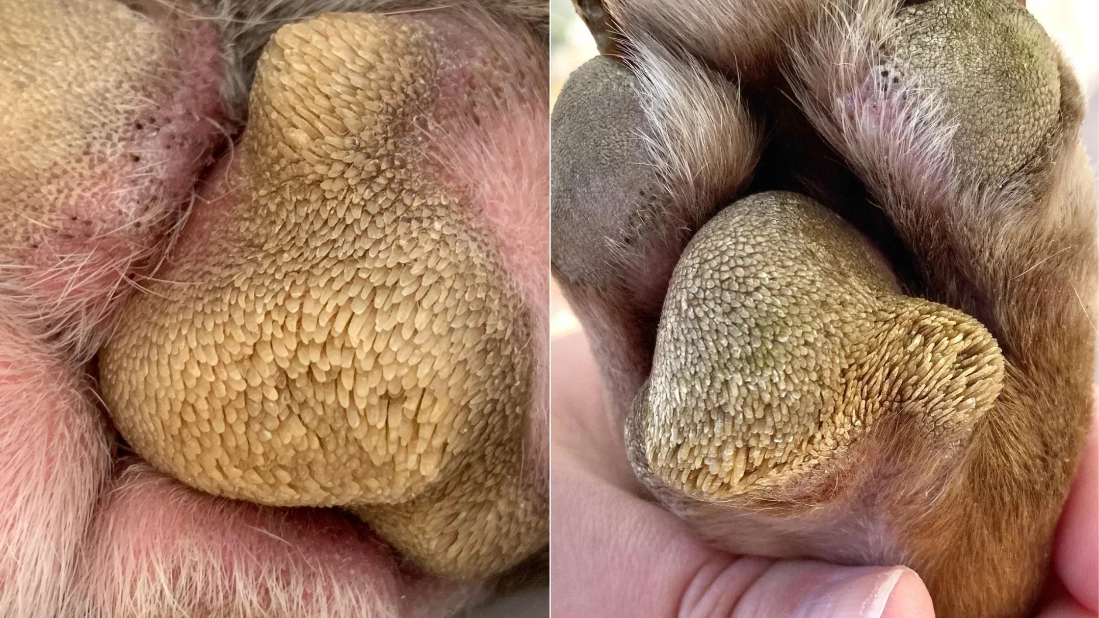 Hyperkeratosis in Dogs: Understanding and Managing Thick, Crusty Paw Pads