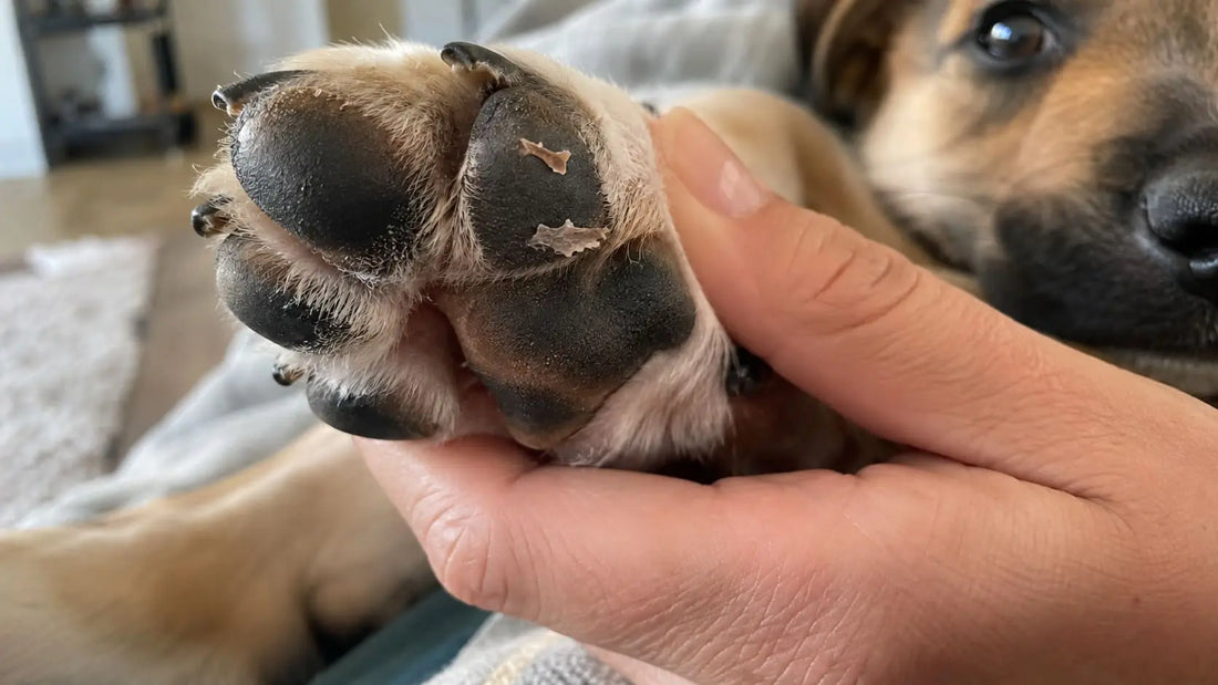 Close-up of a puppy's paw pad with small, dry flakes of skin peeling at the edge