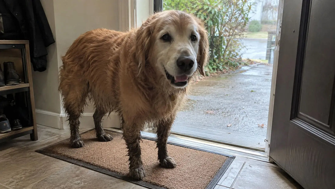 Senior golden retriever with muddy legs and paws standing on a doormat after a rainy walk