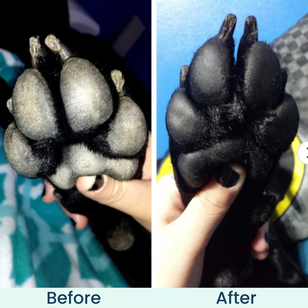 Seephy | Winter Shield Paw Balm (1 OZ)