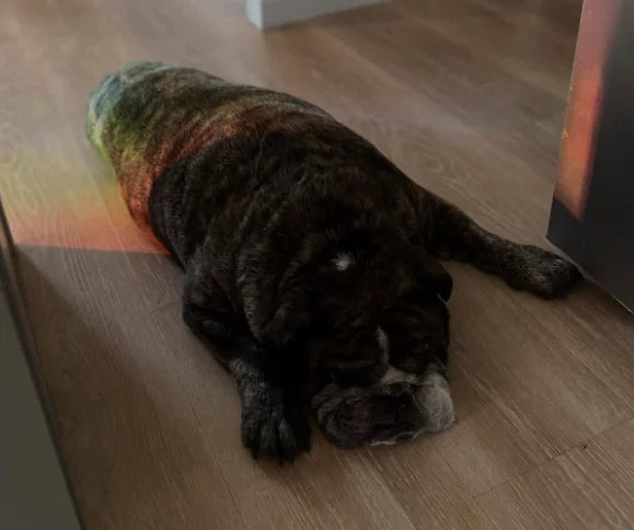 Margaret T., Bulldog owner