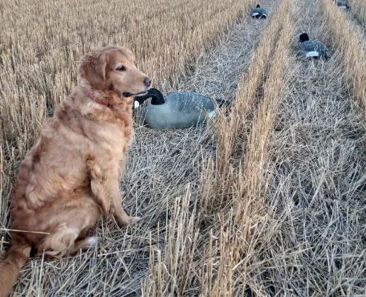 Linda R., Golden Retriever owner