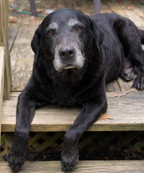 Diane K., Labrador owner