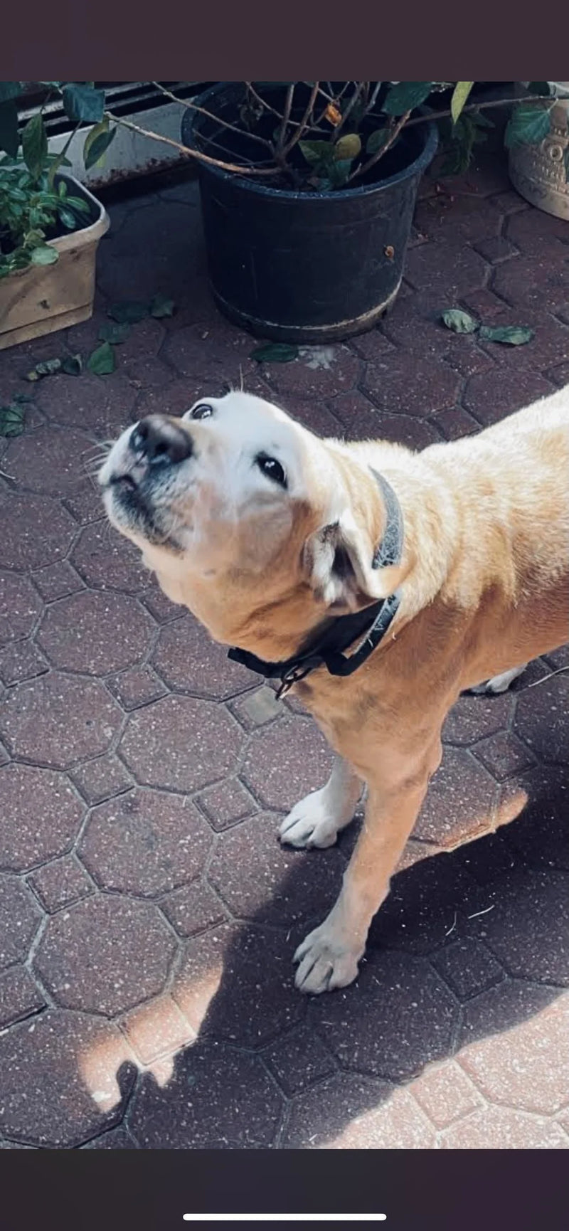 Susan K., Labrador owner