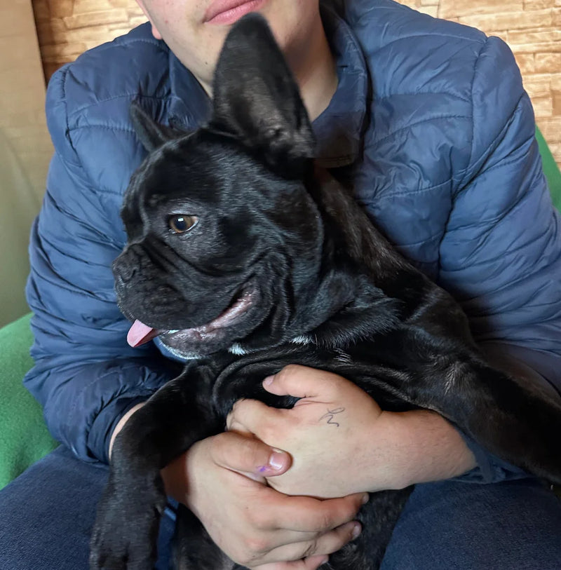 Robert T., Bulldog owner