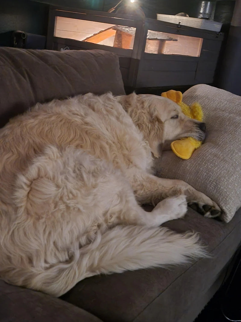 Patricia M., Golden Retriever owner